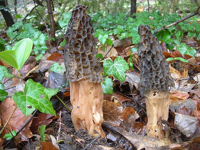 Alla ricerca della spugnola acuminata